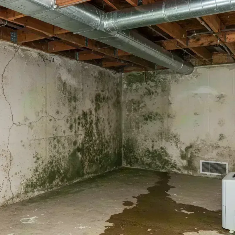 Professional Mold Removal in Phelps County, MO